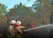 Lahan Terbakar di Bawah Kabel PLN Bontang, Damkar Padamkan Api dalam Dua Jam