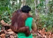 Asap Tebal dan Api Mendekat, BKSDA Kaltim Selamatkan 11 Orang Utan Rehabilitasi di Samboja