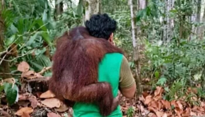 Asap Tebal dan Api Mendekat, BKSDA Kaltim Selamatkan 11 Orang Utan Rehabilitasi di Samboja