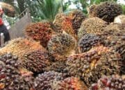 B50 Jadi Andalan Energi Baru, Sawit Kaltim Punya Peluang Besar