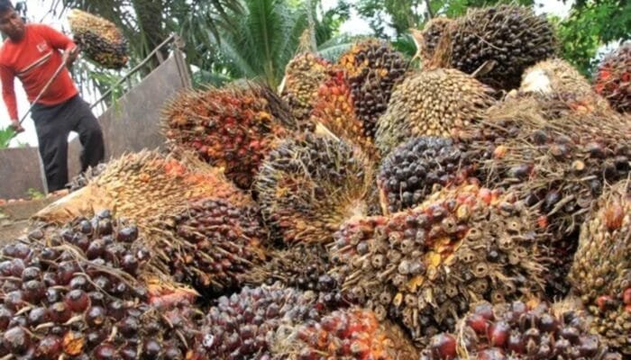 B50 Jadi Andalan Energi Baru, Sawit Kaltim Punya Peluang Besar