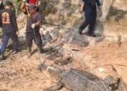 Buaya hasil evakuasi dari permukiman warga Kutai Timur