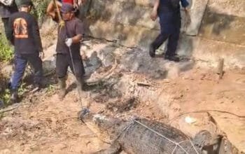 Buaya 4,4 Meter dari Permukiman Kutim Dipindahkan ke Balikpapan