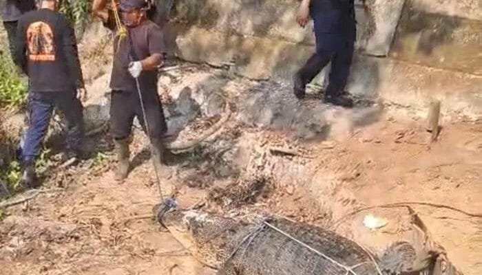 Buaya 4,4 Meter dari Permukiman Kutim Dipindahkan ke Balikpapan