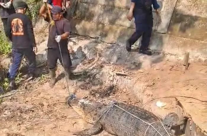 Buaya hasil evakuasi dari permukiman warga Kutai Timur
