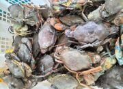 Ekspor Kepiting Hidup Kaltim Tembus Rp13,44 Miliar, China hingga Singapura Jadi Pasar Utama