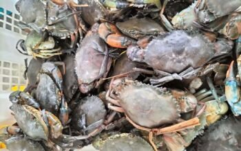 Ekspor Kepiting Hidup Kaltim Tembus Rp13,44 Miliar, China hingga Singapura Jadi Pasar Utama