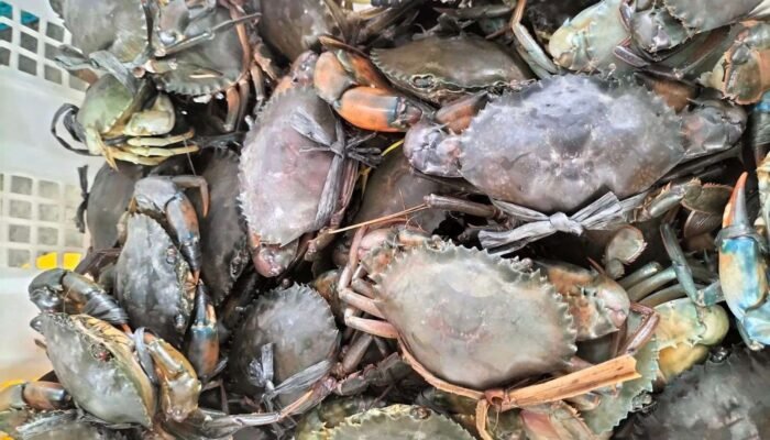 Ekspor Kepiting Hidup Kaltim Tembus Rp13,44 Miliar, China hingga Singapura Jadi Pasar Utama