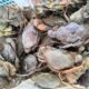Ekspor Kepiting Hidup Kaltim Tembus Rp13,44 Miliar, China hingga Singapura Jadi Pasar Utama