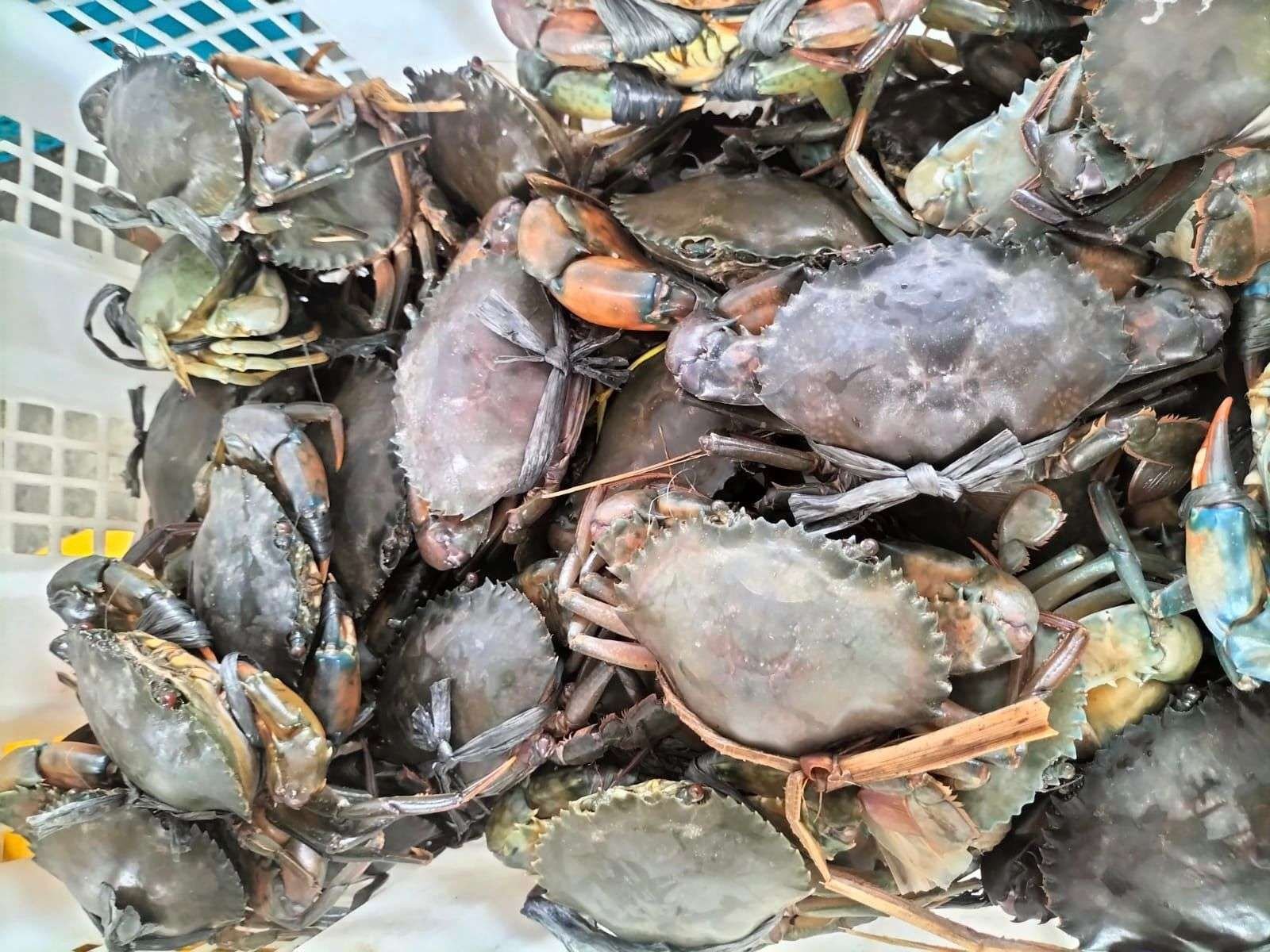 Ekspor Kepiting Hidup Kaltim Tembus Rp13,44 Miliar, China hingga Singapura Jadi Pasar Utama