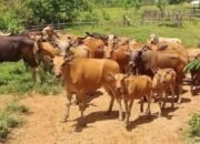 Bantuan 361 Sapi untuk Peternak PPU Disalurkan Bertahap, Ini Rinciannya