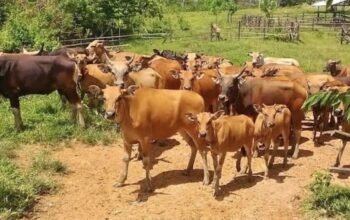 Bantuan 361 Sapi untuk Peternak PPU Disalurkan Bertahap, Ini Rinciannya