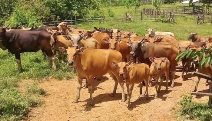 Bantuan 361 Sapi untuk Peternak PPU Disalurkan Bertahap, Ini Rinciannya