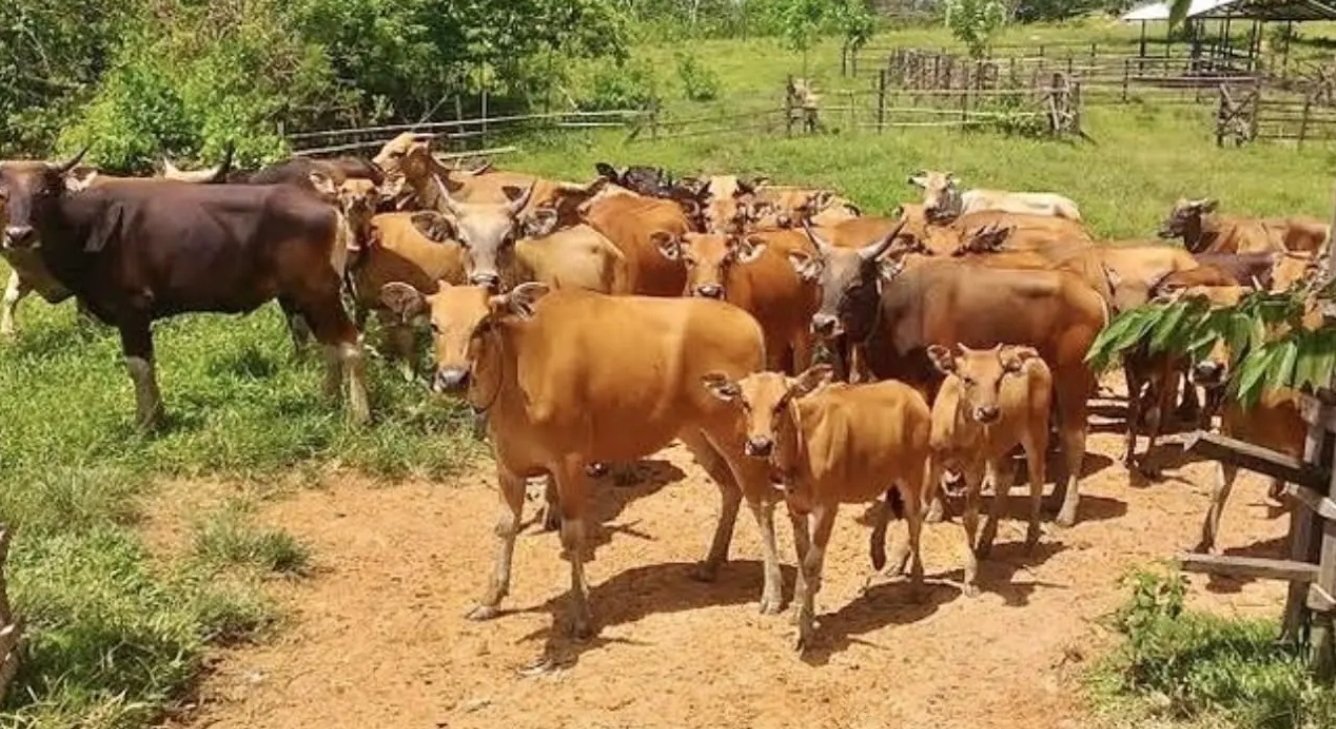 Bantuan 361 Sapi untuk Peternak PPU Disalurkan Bertahap, Ini Rinciannya