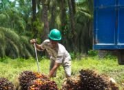 CPO dan Kernel Melemah, Harga TBS Sawit Kaltim Ikut Turun