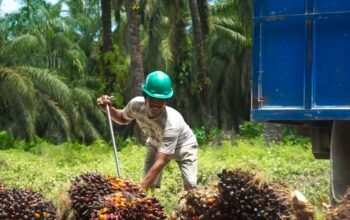 CPO dan Kernel Melemah, Harga TBS Sawit Kaltim Ikut Turun