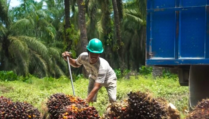 CPO dan Kernel Melemah, Harga TBS Sawit Kaltim Ikut Turun