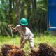 CPO dan Kernel Melemah, Harga TBS Sawit Kaltim Ikut Turun