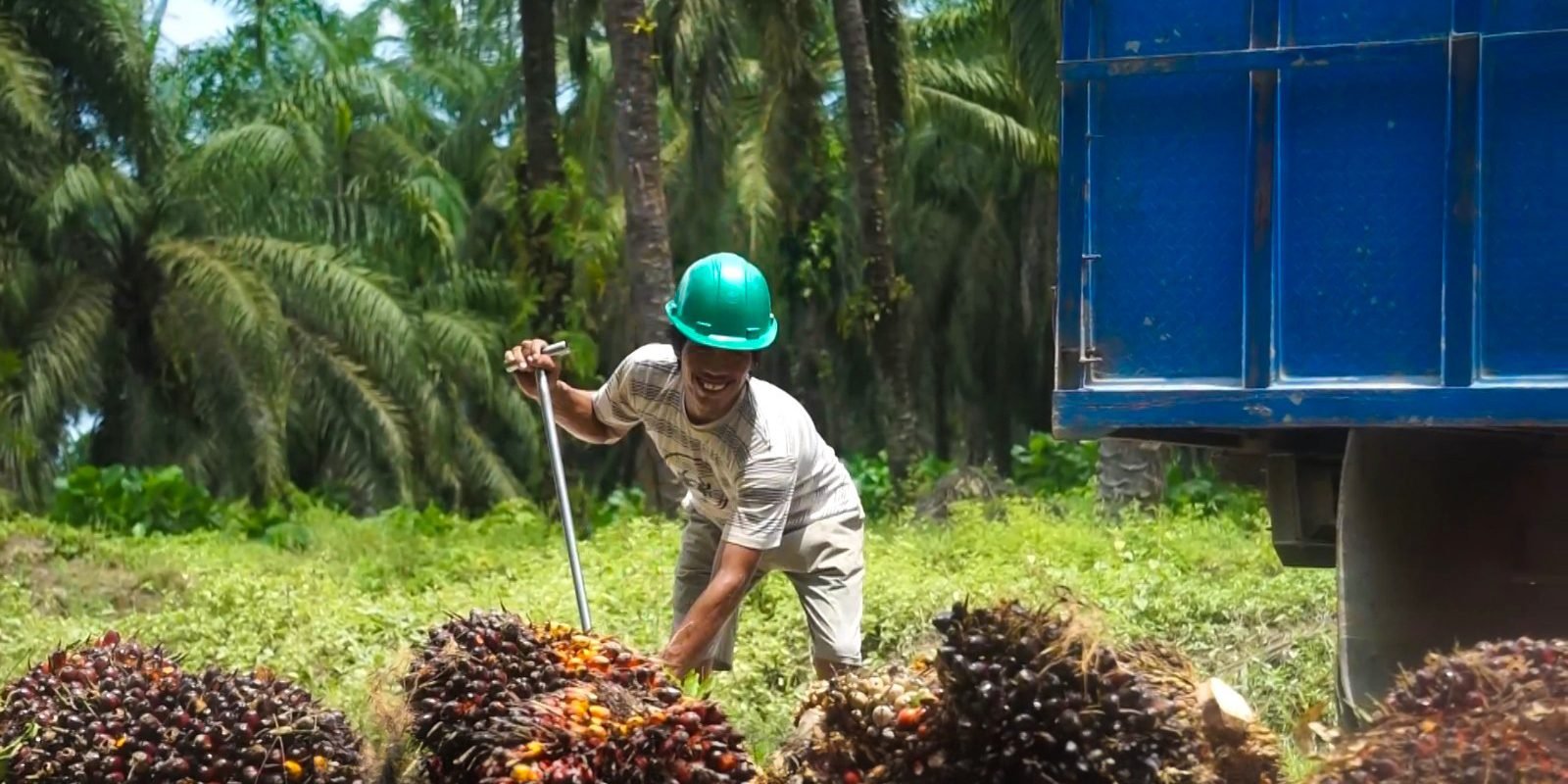 CPO dan Kernel Melemah, Harga TBS Sawit Kaltim Ikut Turun